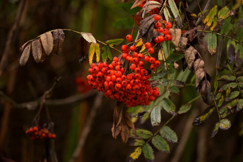 Close up rowanberries berry red photo