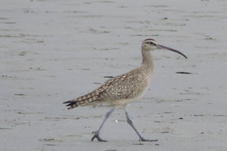Whimbrel 4 at Doran