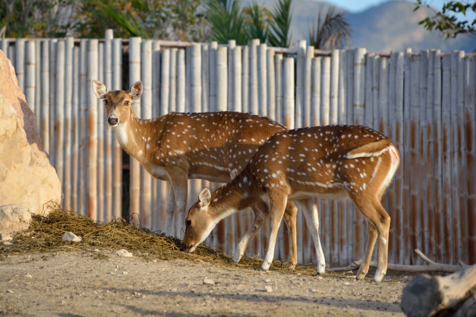 Fauna animal nature