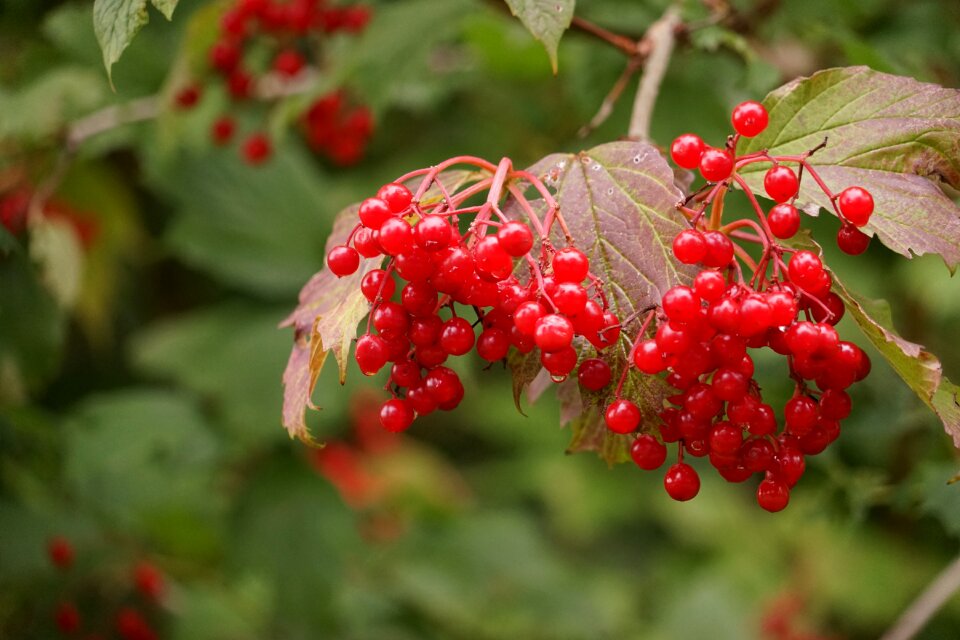 Nature fruits close up photo