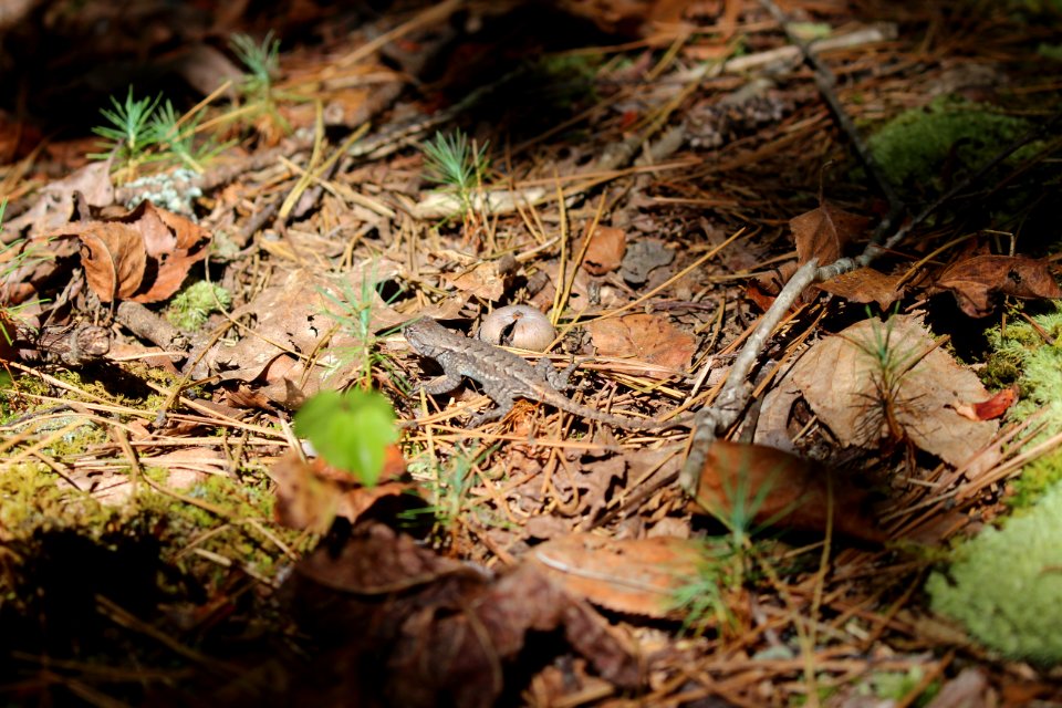 Lizard at Petit Jean