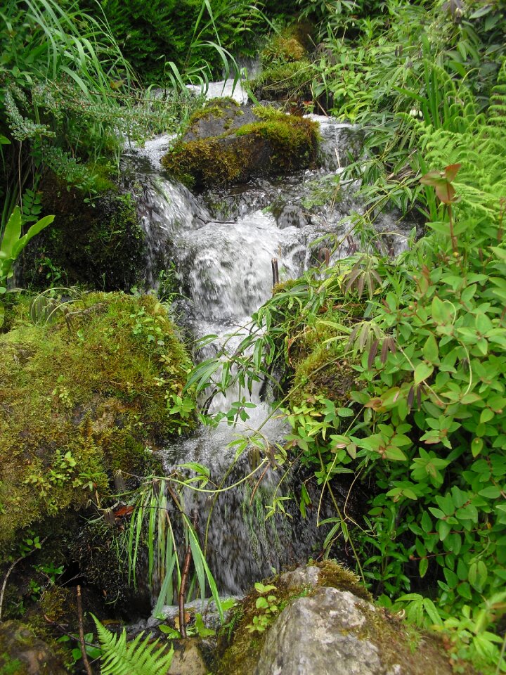 Forest mountains nature