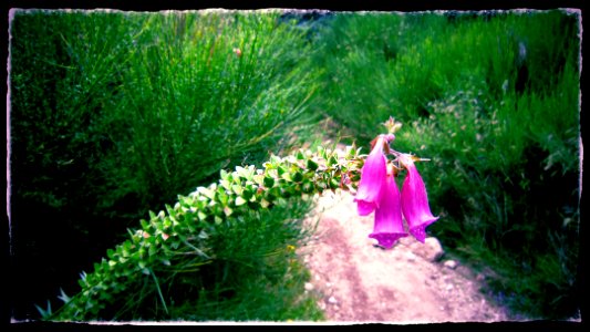 Chemin de compostelle