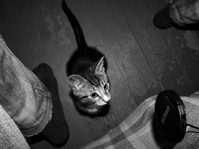 Kitten game pets