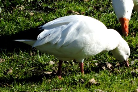 Ross's Goose Luchessi