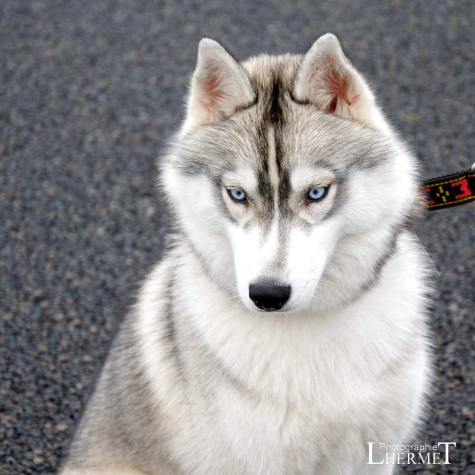 20170108-N08 Husky 0186