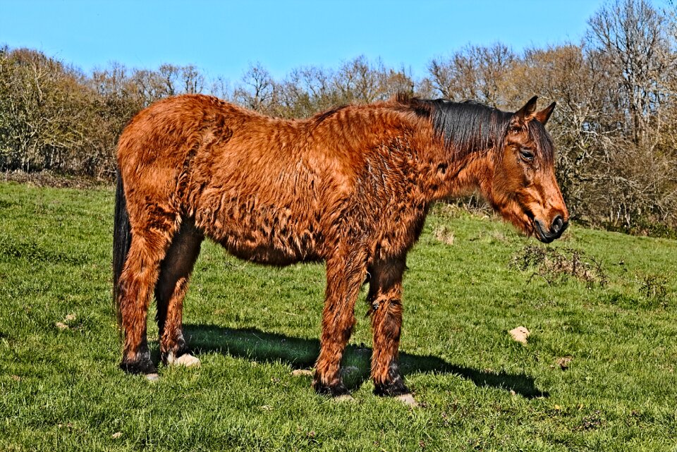 Animals horses grass