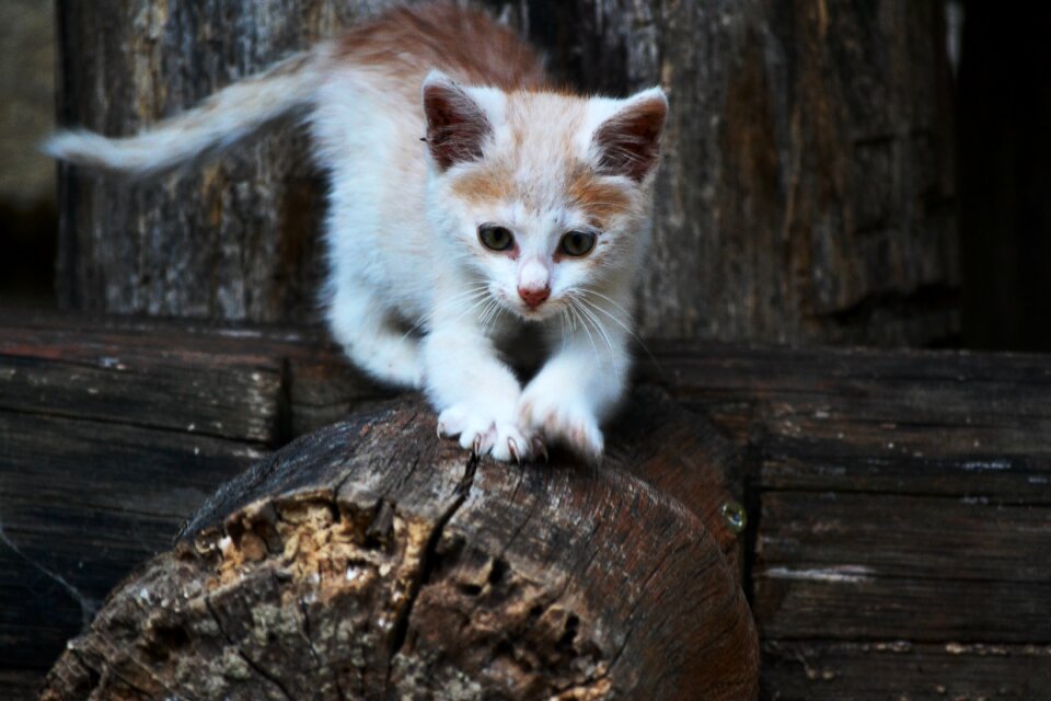 Small adorable little