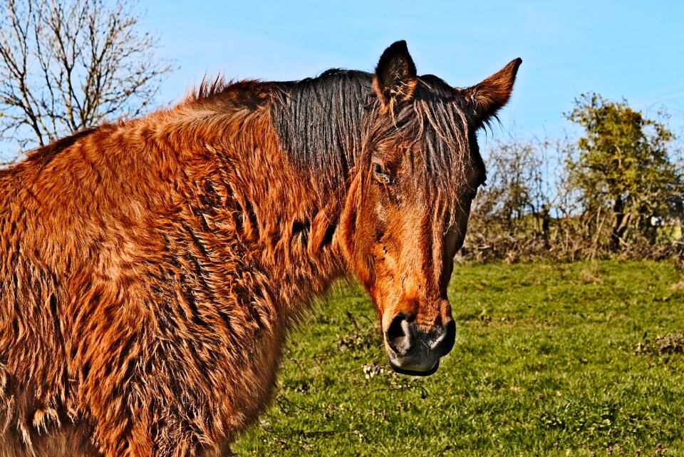 Animals horses grass