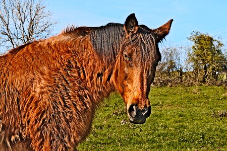 Animals horses grass photo