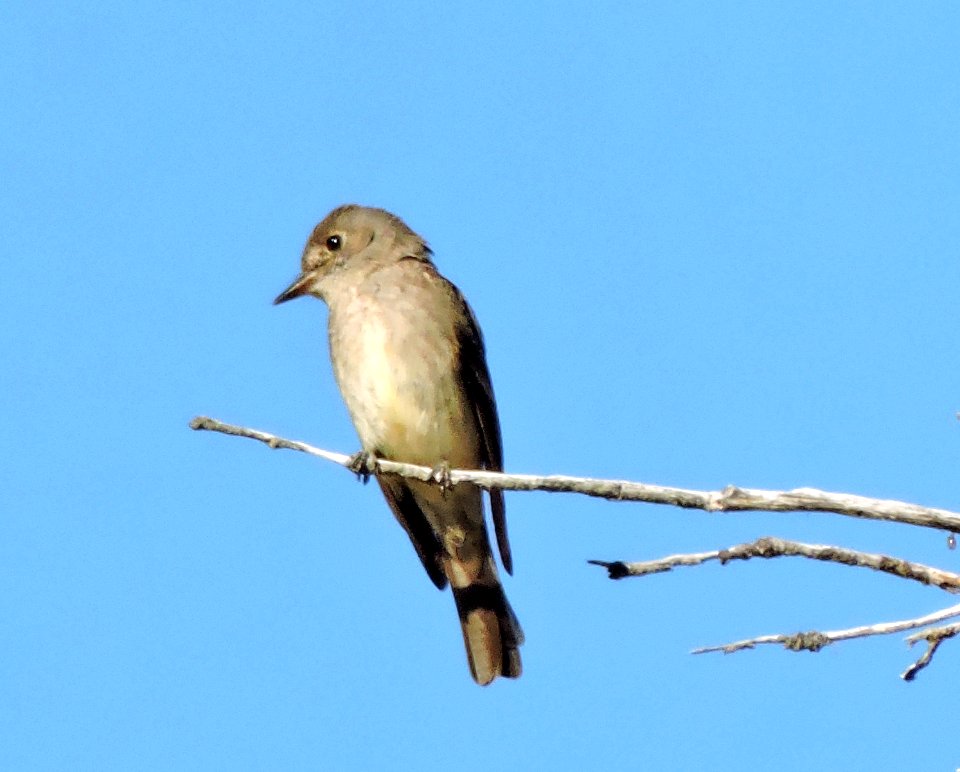 Western Wood-pewee Plumas-Eureka State Park