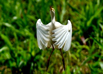 Bubulcus ibis Cattle egret Garcita bueyera