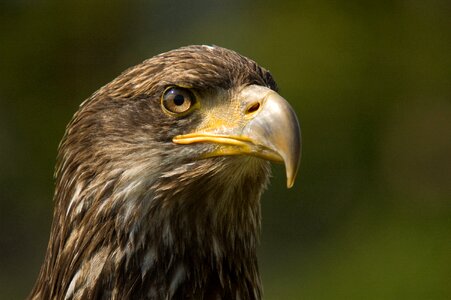 Hunter feather animal photo