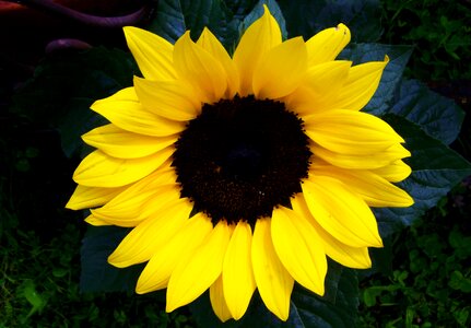 Sunflower yellow ornamental sunflower sunflower garden
