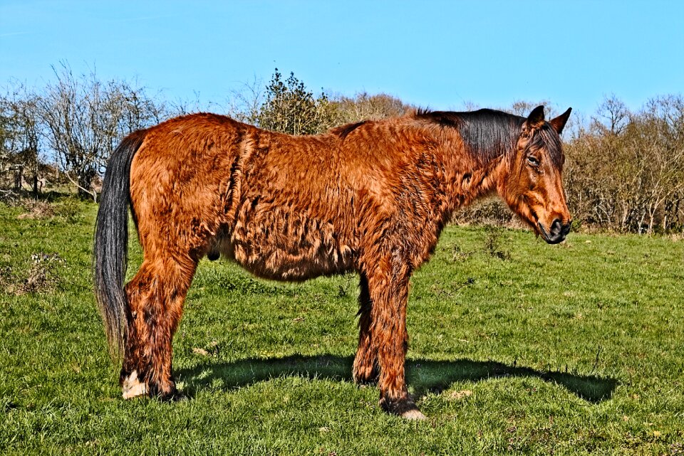 Animals horses grass