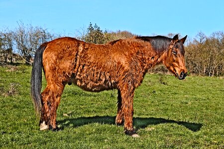 Animals horses grass