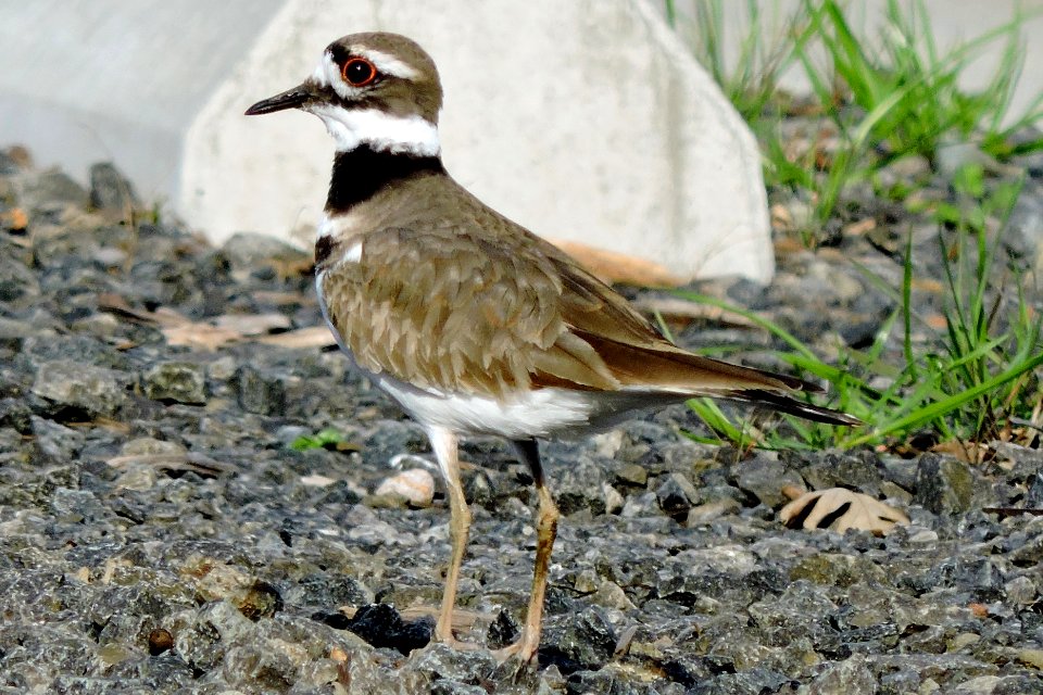 Killdeer at Ellis Creek