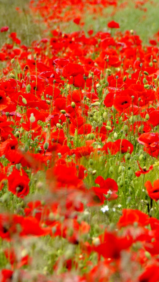 Red red sea blütenmeer
