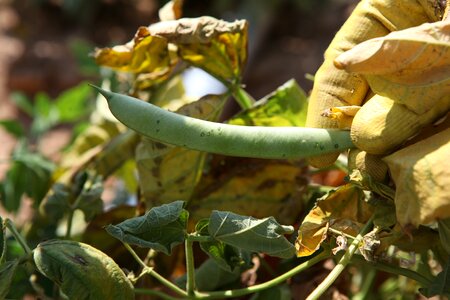 Agriculture fat bean photo