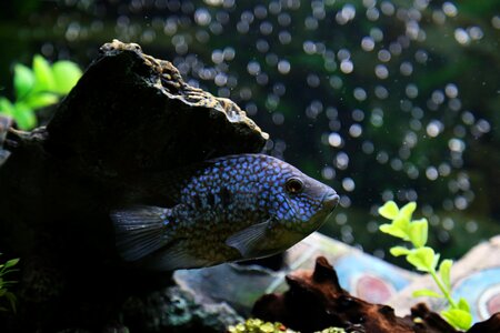 Freshwater aquarium colorful photo