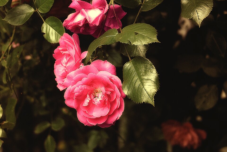 Pink rose rosebush garden