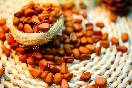 Pine nuts nut protein
