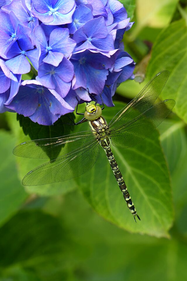 Odonata resting on hydrangea garden