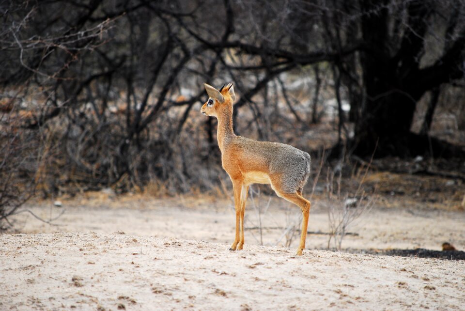 Tiny namibia africa