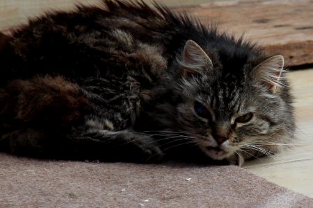 Gato Rebelde