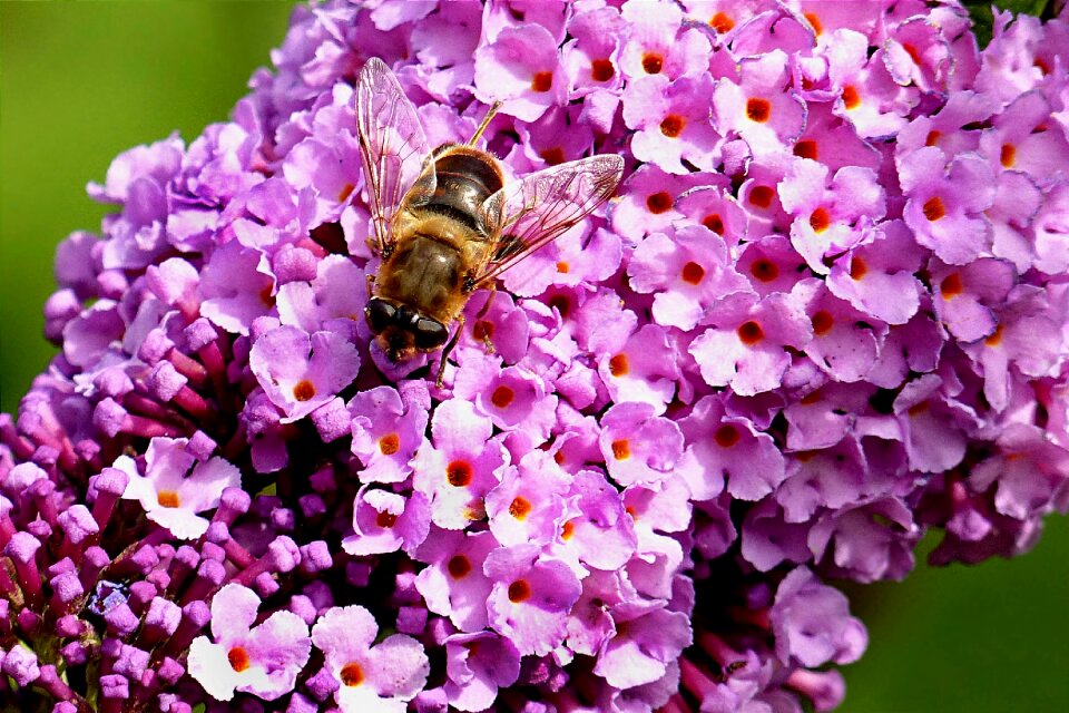 Bee bombus pascuorum sitting on butterfly bush