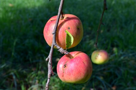Fruit red tree