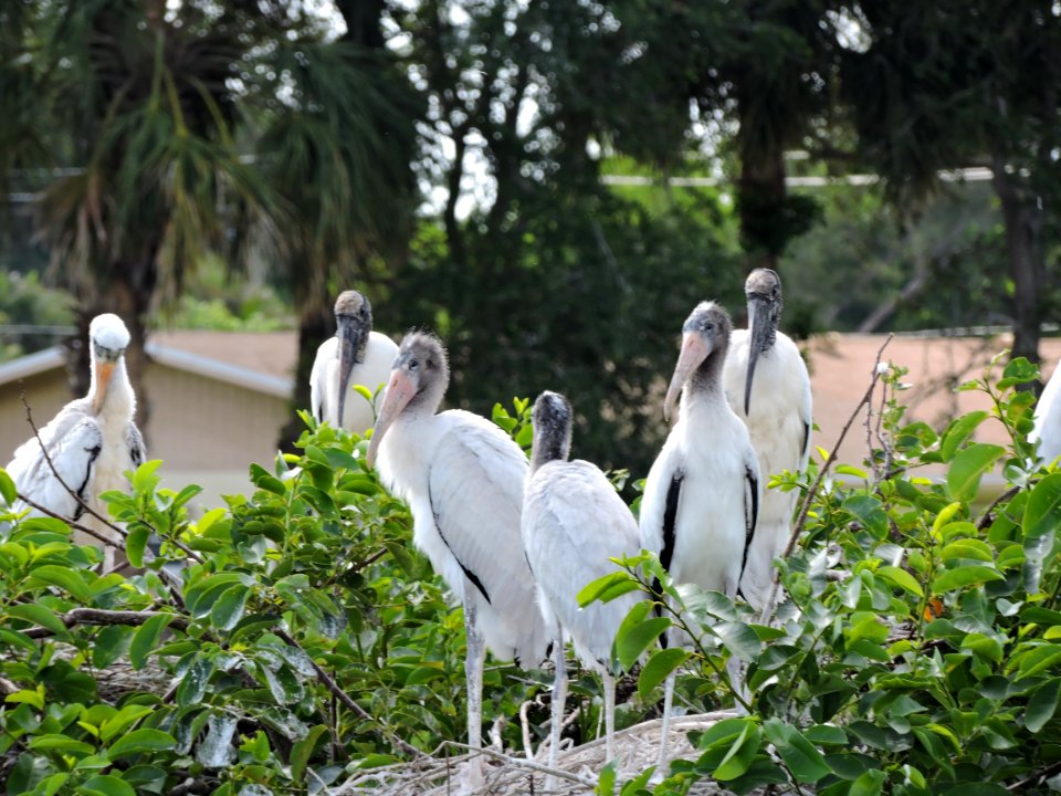 Wood Storks at Wakodahatchee