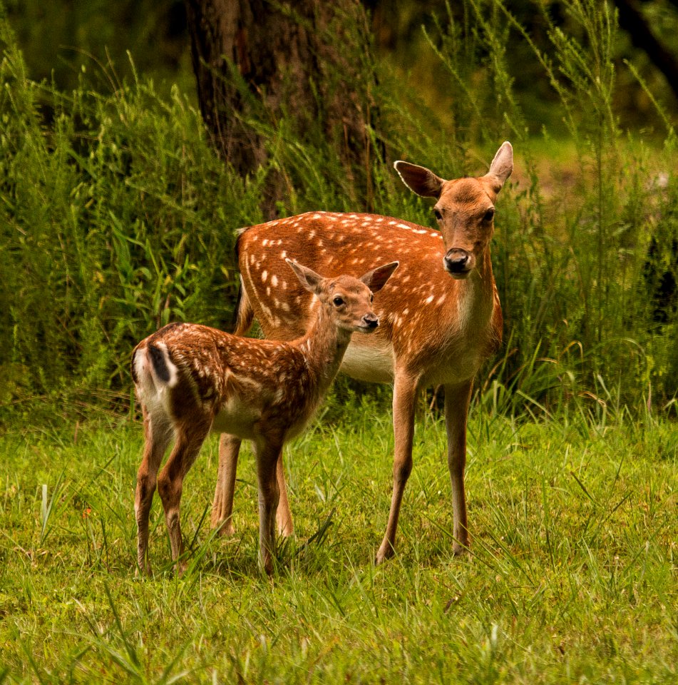 20140727-FS-LandBetweenTheLakes-MA-001