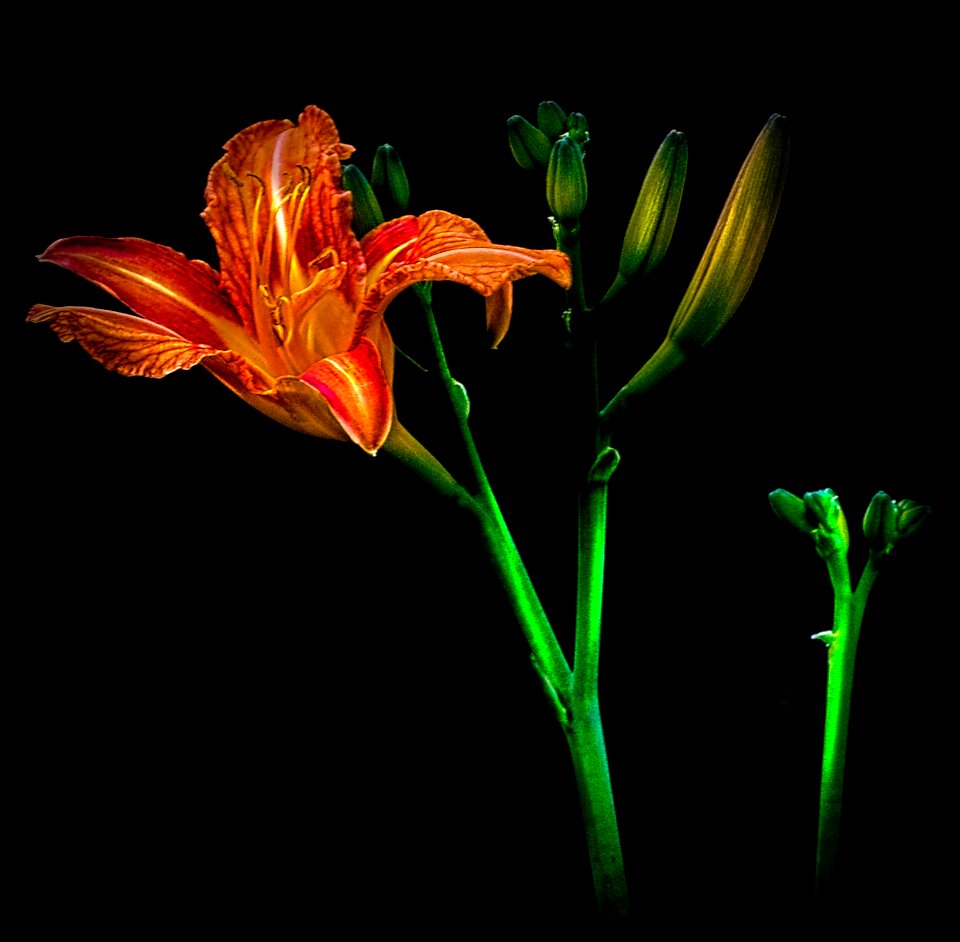flower, summer