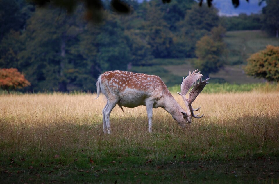Animal nature wild