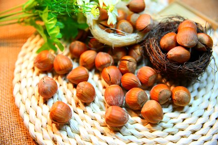 Hazelnut nut protein photo