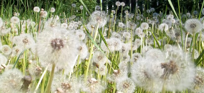 Nature summer season