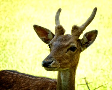 Head face portrait