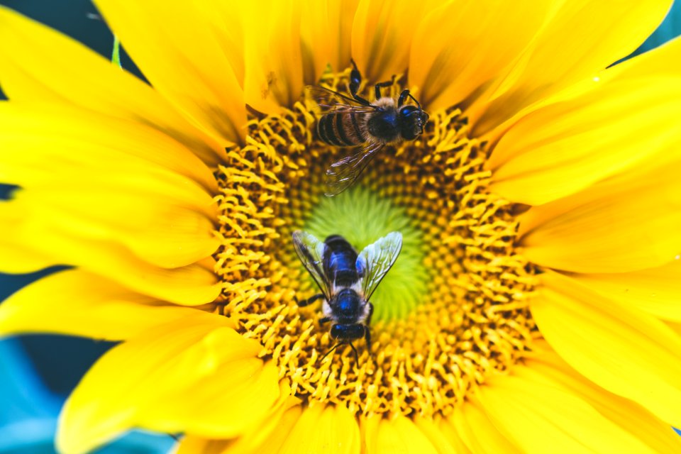 colourful spring flowers photo