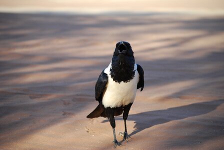 Namibia black and white ranting