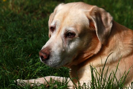 Sight snout pet photo