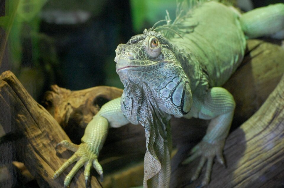 Green animal smile