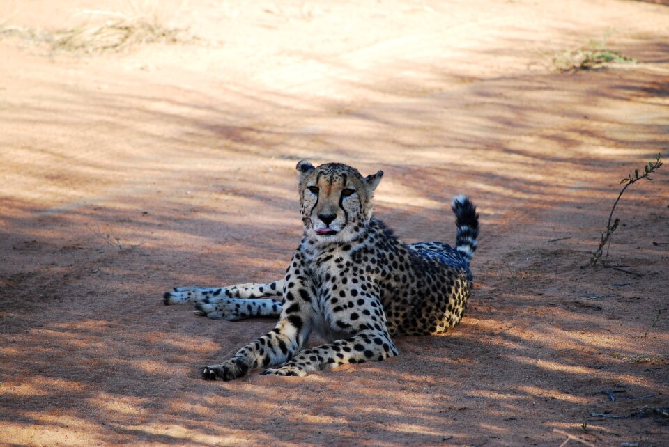 Big cat wildcat attention
