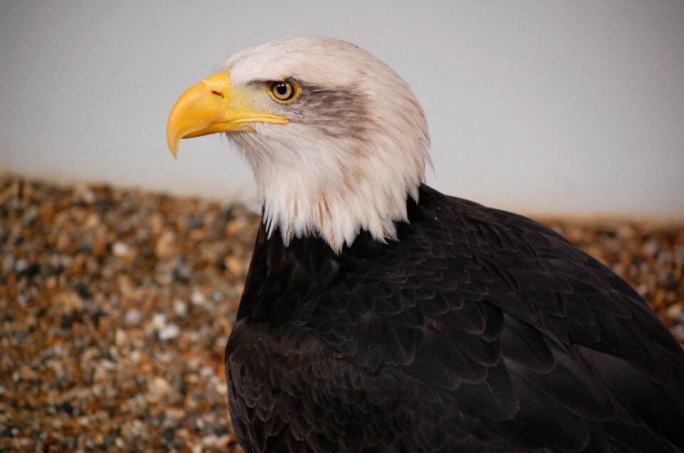 Bird eagle predator