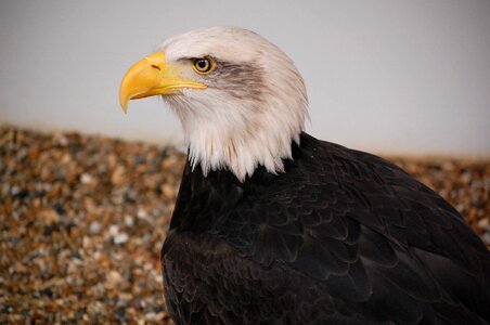 Bird eagle predator photo