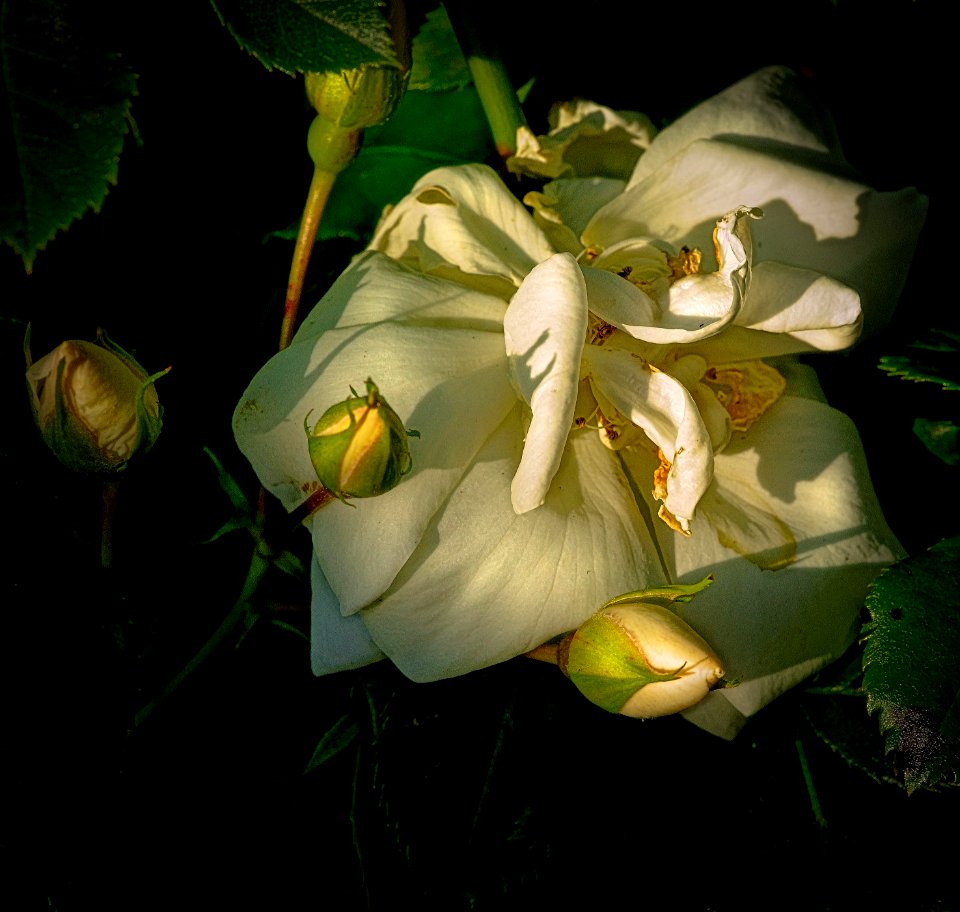yellow rose