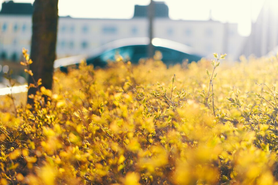 Stockholm garden summer