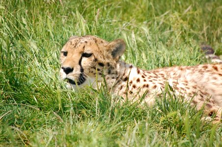 Animal big cat predator