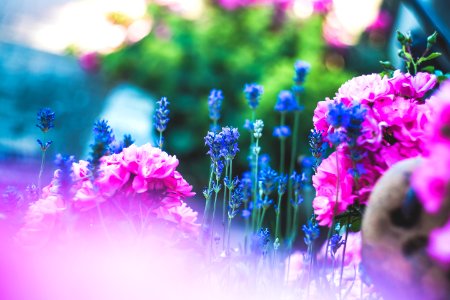 Colorful Flower Garden photo
