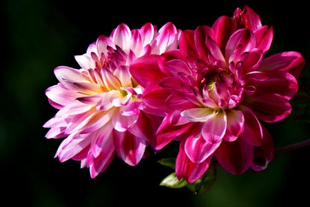 Pink late summer dahlia garden hamburg-altona